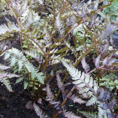 Gemalter Farn Pewter Lace - Athyrium niponicum pewter lace - Zimmerpflanzen