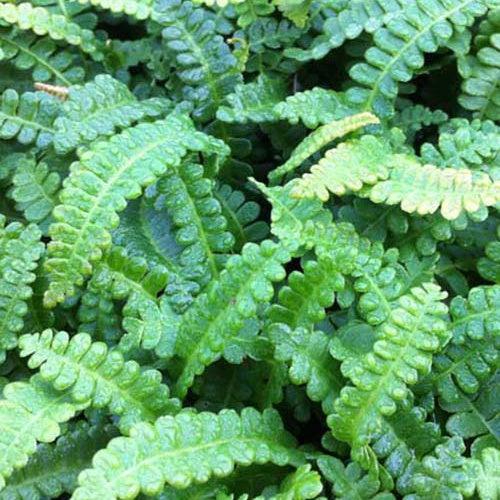 Blechnum von Feuerland - Bakker