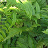 Rüsselfarn - Dryopteris cycadina (atrata) - Zimmerpflanzen