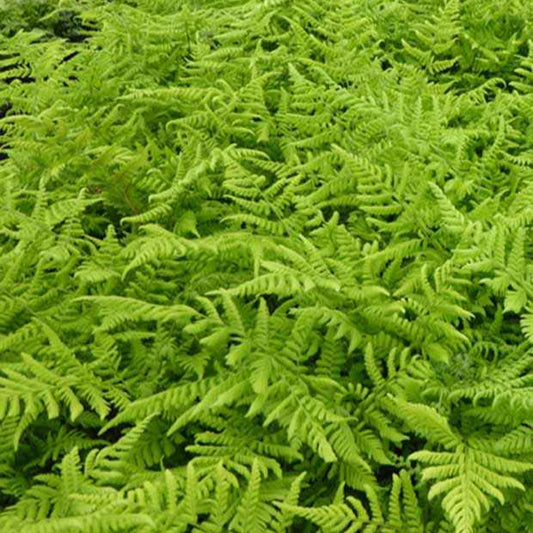 Breitblättriger Dornfarn - Dryopteris dilatata - Gartenpflanzen