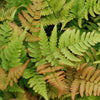 Roter Indusienfarn - Dryopteris erythrosora - Nach Sorten