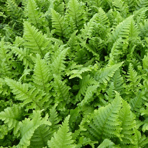 Wurmfarn Cristata - Bakker