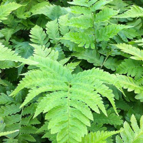 Dryopteris goldiana - Dryopteris goldiana - Zimmerpflanzen