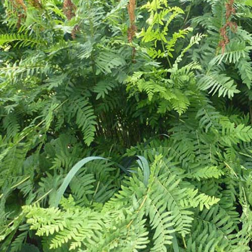 Königlicher Osmonde - Osmunda regalis - Zimmerpflanzen