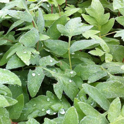 Königlicher Osmonde Purpurascens - Bakker