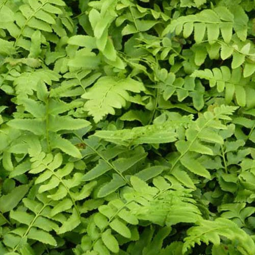 Weihnachtsfarn - Polystichum acrostichoides - Gartenpflanzen