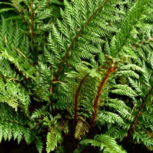Stechpalmenblatt-Polystic Siny Holly Fern - Polystichum shinny holly fern - Zimmerpflanzen
