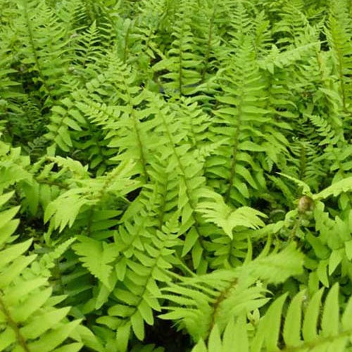 Polystic - Polystichum munitum - Gartenpflanzen