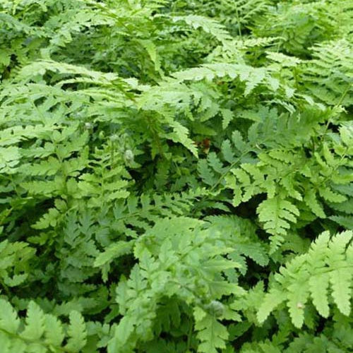 Aspidie Dahlem Polystic mit steifen Wimpern Dahlem - Polystichum setiferum dahlem - Zimmerpflanzen