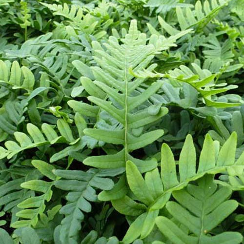 Gewöhnliches Polypode - Polypodium vulgare - Zimmerpflanzen