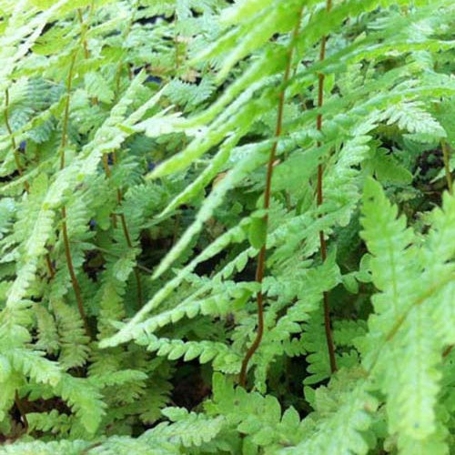 Sumpffarn - Thelypteris palustris - Zimmerpflanzen