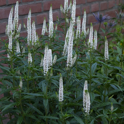 Veronika First Lady - Veronica longifolia first lady - Gartenpflanzen