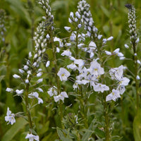 Kaukasische Veronika (x3) - Veronica gentianoides - Gartenpflanzen