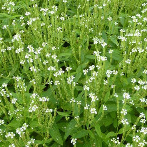 Lanzen-Eisenkraut Alba - Bakker