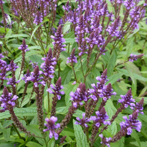 Verbene hastet - Verbena hastata - Gartenpflanzen