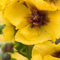 Molène Costwold Queen - Verbascum cotswold queen - Gartenpflanzen