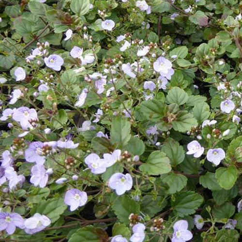 Véronique Frau Mercier - Veronica petraea madame mercier - Gartenpflanzen