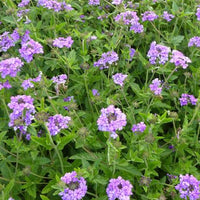 Eisenkraut Staudenverbene Muriel - Verbena muriel - Gartenpflanzen