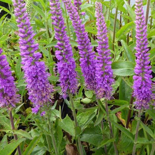 Veronika Purpleicious - Veronica purpleicious - Gartenpflanzen