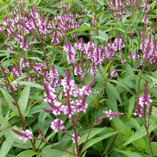 Haselverbene Rosea - Verbena hastata rosea - Gartenpflanzen