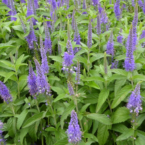 Langblättriger Ehrenpreis Blauriesin