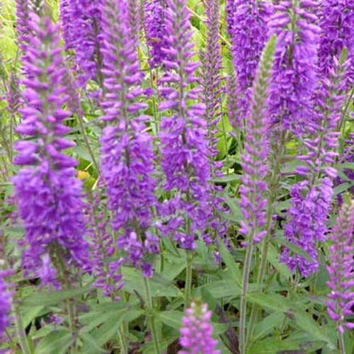 Ehrenpreis Eveline - Bakker