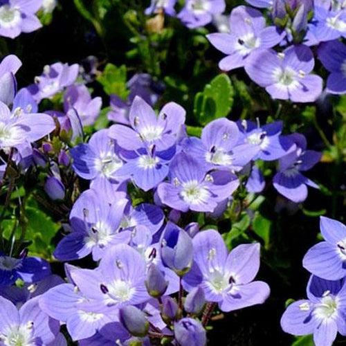 Zwerg-Polster-Ehrenpreis - Veronica liwanensis - Gartenpflanzen