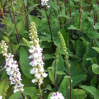 Schwarze Molen mit weißen Blüten (x3) - Verbascum nigrum var. album - Gartenpflanzen