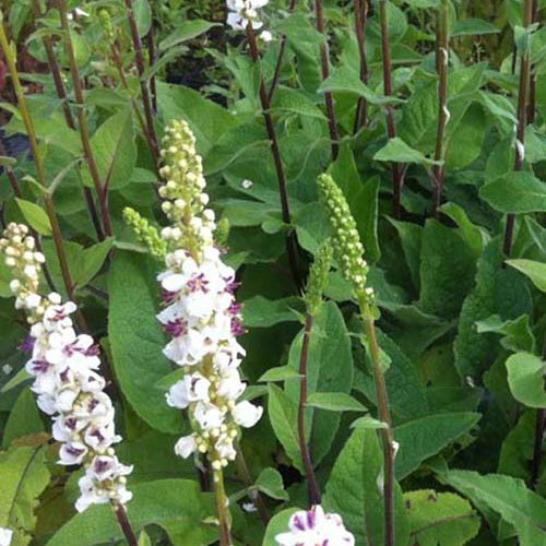 Schwarze Molen mit weißen Blüten (x3) - Verbascum nigrum var. album - Gartenpflanzen