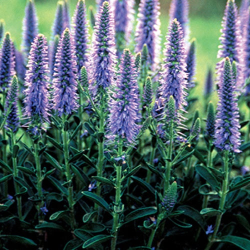 Veronika in Ähren (x3) - Veronica spicata - Gartenpflanzen