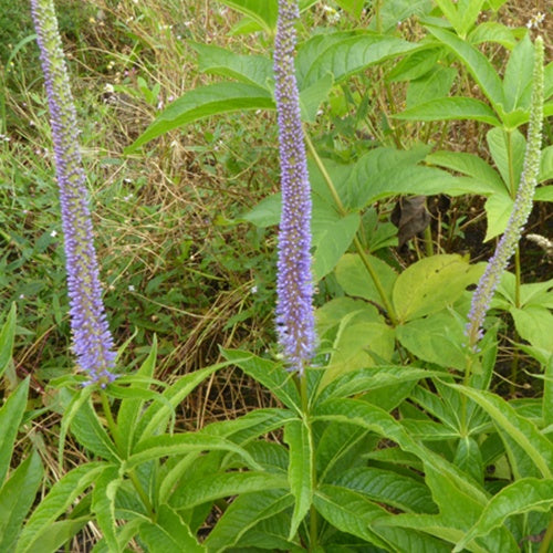 Veronika von Virginia Apollo - Veronicastrum virginicum apollo - Gartenpflanzen