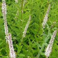 Veronika von Virginia Diana - Veronicastrum virginicum diana - Gartenpflanzen