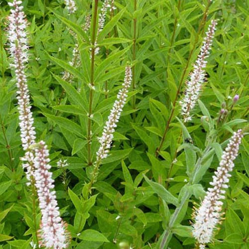 Veronika von Virginia Diana - Veronicastrum virginicum diana - Gartenpflanzen