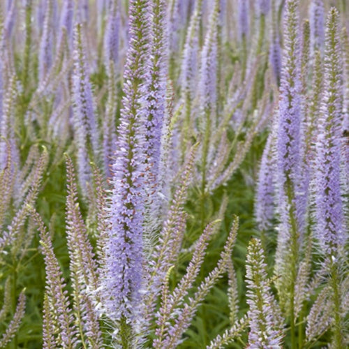 Veronique von Virginie Lavendelturm - Veronicastrum virginicum lavendelturm - Gartenpflanzen