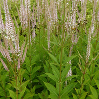 Virginia Roseum Veronika - Veronicastrum virginicum roseum - Gartenpflanzen