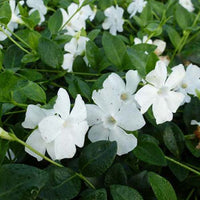 Kleine Immergrüns Alba (x3) - Vinca minor alba - Gartenpflanzen