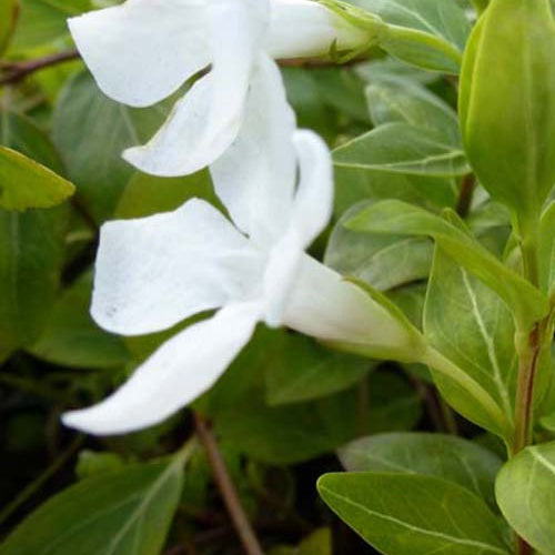 Große Immergrün Alba (x3) - Vinca major alba - Gartenpflanzen