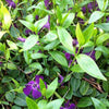Kleines Immergrün Atropurpurea (x3) - Vinca minor atropurpurea - Gartenpflanzen