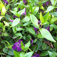 Kleines Immergrün Atropurpurea - Vinca minor atropurpurea - Gartenpflanzen