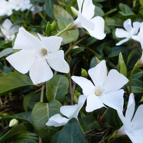 Kleine Immergrüne Gertrude Jekyll (x3) - Vinca minor gertrude jekyll - Gartenpflanzen