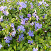 Kleine Immergrün Marie (x3) - Vinca minor marie - Gartenpflanzen