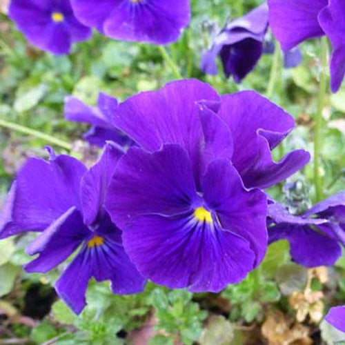 Hornveilchen Martin Gehörntes Stiefmütterchen (x3) - Viola cornuta martin - Gartenpflanzen