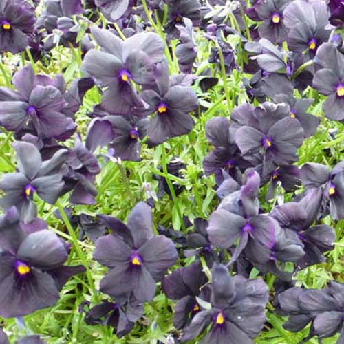 Gehörntes Veilchen Molly Sanderson Gehörntes Stiefmütterchen (x3) - Viola cornuta molly sanderson - Gartenpflanzen