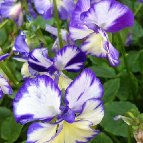Hornveilchen Rebecca (x3) - Viola cornuta rebecca - Gartenpflanzen