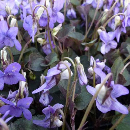 Labrador-Veilchen (x3) - Viola labradorica - Gartenpflanzen