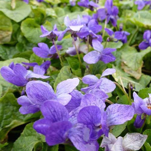 Duftveilchen Königin Charlotte (x3) - Viola odorata königin charlotte - Gartenpflanzen