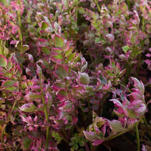 Oenanthe fistelnder Flamingo - Bakker