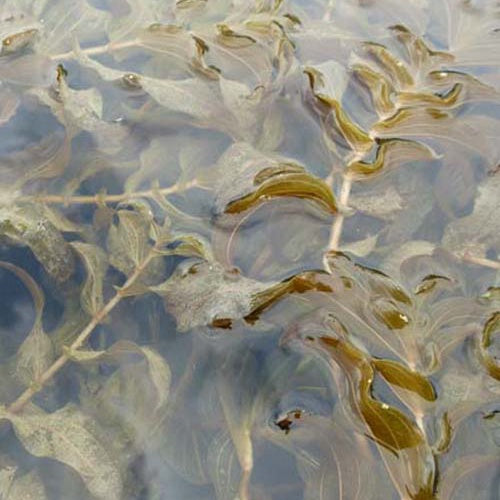 Perfoliated Potamot - Bakker