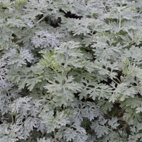 Halbstrauchiger Wermut Powis Castle - Artemisia powis castle - Gartenpflanzen