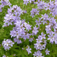 Dolden-Glockenblume Loddon Anna - Campanula lactiflora loddon anna - Gartenpflanzen